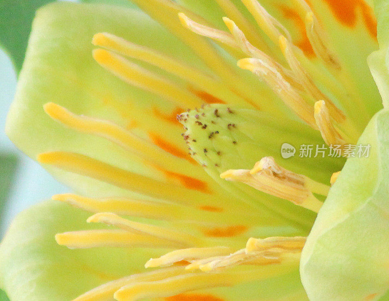 美国鹅掌楸(Liriodendron tulipifera)上的奶油花